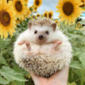 Meet your Posher, Elise